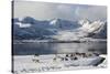 Reindeer (Rangifer Tarandus), Near Fornes, Vesteralen Islands, Arctic, Norway, Scandinavia-Sergio Pitamitz-Stretched Canvas
