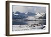 Reindeer (Rangifer Tarandus), Near Fornes, Vesteralen Islands, Arctic, Norway, Scandinavia-Sergio Pitamitz-Framed Photographic Print