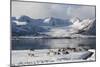 Reindeer (Rangifer Tarandus), Near Fornes, Vesteralen Islands, Arctic, Norway, Scandinavia-Sergio Pitamitz-Mounted Photographic Print