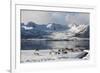 Reindeer (Rangifer Tarandus), Near Fornes, Vesteralen Islands, Arctic, Norway, Scandinavia-Sergio Pitamitz-Framed Photographic Print