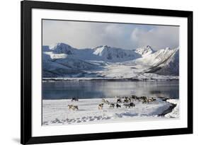 Reindeer (Rangifer Tarandus), Near Fornes, Vesteralen Islands, Arctic, Norway, Scandinavia-Sergio Pitamitz-Framed Photographic Print