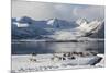 Reindeer (Rangifer Tarandus), Near Fornes, Vesteralen Islands, Arctic, Norway, Scandinavia-Sergio Pitamitz-Mounted Photographic Print