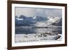 Reindeer (Rangifer Tarandus), Near Fornes, Vesteralen Islands, Arctic, Norway, Scandinavia-Sergio Pitamitz-Framed Photographic Print