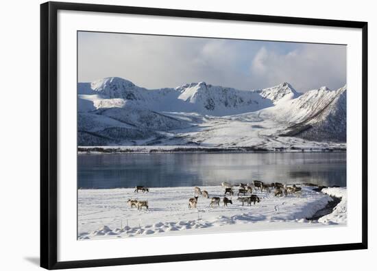 Reindeer (Rangifer Tarandus), Near Fornes, Vesteralen Islands, Arctic, Norway, Scandinavia-Sergio Pitamitz-Framed Photographic Print