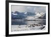 Reindeer (Rangifer Tarandus), Near Fornes, Vesteralen Islands, Arctic, Norway, Scandinavia-Sergio Pitamitz-Framed Photographic Print