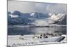 Reindeer (Rangifer Tarandus), Near Fornes, Vesteralen Islands, Arctic, Norway, Scandinavia-Sergio Pitamitz-Mounted Photographic Print