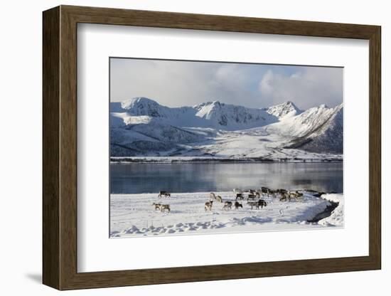 Reindeer (Rangifer Tarandus), Near Fornes, Vesteralen Islands, Arctic, Norway, Scandinavia-Sergio Pitamitz-Framed Photographic Print