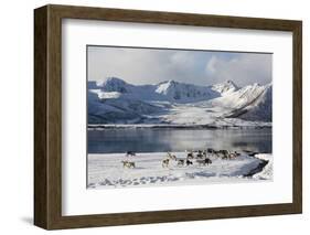 Reindeer (Rangifer Tarandus), Near Fornes, Vesteralen Islands, Arctic, Norway, Scandinavia-Sergio Pitamitz-Framed Photographic Print