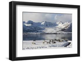 Reindeer (Rangifer Tarandus), Near Fornes, Vesteralen Islands, Arctic, Norway, Scandinavia-Sergio Pitamitz-Framed Photographic Print