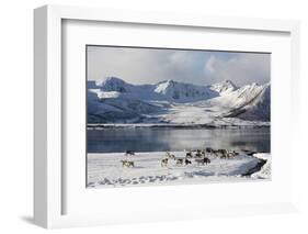 Reindeer (Rangifer Tarandus), Near Fornes, Vesteralen Islands, Arctic, Norway, Scandinavia-Sergio Pitamitz-Framed Photographic Print