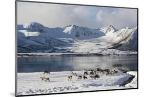 Reindeer (Rangifer Tarandus), Near Fornes, Vesteralen Islands, Arctic, Norway, Scandinavia-Sergio Pitamitz-Mounted Photographic Print