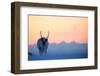 Reindeer (Rangifer tarandus) on a snowy ridge, Svalbard, Norway, April-Danny Green-Framed Photographic Print