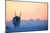 Reindeer (Rangifer tarandus) on a snowy ridge, Svalbard, Norway, April-Danny Green-Mounted Photographic Print