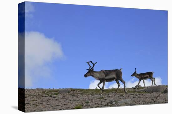 Reindeer (Rangifer Tarandus) on Upland Plateau, Cairngorms National Park, Scotland, UK, August-Mark Hamblin-Stretched Canvas