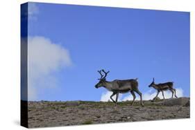 Reindeer (Rangifer Tarandus) on Upland Plateau, Cairngorms National Park, Scotland, UK, August-Mark Hamblin-Stretched Canvas