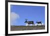 Reindeer (Rangifer Tarandus) on Upland Plateau, Cairngorms National Park, Scotland, UK, August-Mark Hamblin-Framed Photographic Print