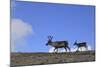 Reindeer (Rangifer Tarandus) on Upland Plateau, Cairngorms National Park, Scotland, UK, August-Mark Hamblin-Mounted Photographic Print