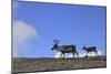 Reindeer (Rangifer Tarandus) on Upland Plateau, Cairngorms National Park, Scotland, UK, August-Mark Hamblin-Mounted Photographic Print