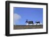 Reindeer (Rangifer Tarandus) on Upland Plateau, Cairngorms National Park, Scotland, UK, August-Mark Hamblin-Framed Photographic Print