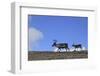 Reindeer (Rangifer Tarandus) on Upland Plateau, Cairngorms National Park, Scotland, UK, August-Mark Hamblin-Framed Photographic Print