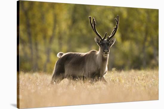 Reindeer (Rangifer Tarandus) Semi-Domesticated, Small Scale Herding by Local Sami, Sarek Np, Sweden-Cairns-Stretched Canvas