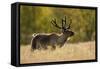 Reindeer (Rangifer Tarandus) Semi-Domesticated, Small Scale Herding by Local Sami, Sarek Np, Sweden-Cairns-Framed Stretched Canvas