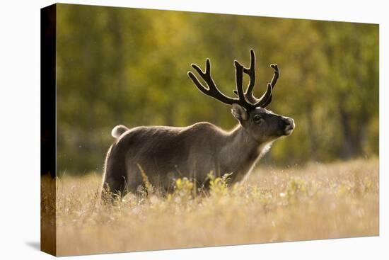 Reindeer (Rangifer Tarandus) Semi-Domesticated, Small Scale Herding by Local Sami, Sarek Np, Sweden-Cairns-Stretched Canvas