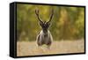 Reindeer (Rangifer Tarandus) Semi-Domesticated, Small Scale Herding by Local Sami, Sarek Np, Sweden-Cairns-Framed Stretched Canvas