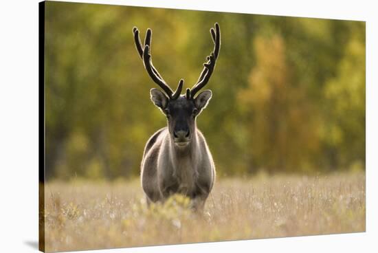 Reindeer (Rangifer Tarandus) Semi-Domesticated, Small Scale Herding by Local Sami, Sarek Np, Sweden-Cairns-Stretched Canvas