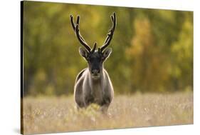 Reindeer (Rangifer Tarandus) Semi-Domesticated, Small Scale Herding by Local Sami, Sarek Np, Sweden-Cairns-Stretched Canvas