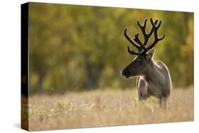 Reindeer (Rangifer Tarandus) Semi-Domesticated, Small Scale Herding by Local Sami, Sarek Np, Sweden-Cairns-Stretched Canvas