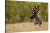 Reindeer (Rangifer Tarandus) Semi-Domesticated, Small Scale Herding by Local Sami, Sarek Np, Sweden-Cairns-Stretched Canvas