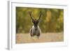 Reindeer (Rangifer Tarandus) Semi-Domesticated, Small Scale Herding by Local Sami, Sarek Np, Sweden-Cairns-Framed Photographic Print