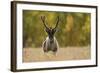 Reindeer (Rangifer Tarandus) Semi-Domesticated, Small Scale Herding by Local Sami, Sarek Np, Sweden-Cairns-Framed Photographic Print