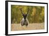 Reindeer (Rangifer Tarandus) Semi-Domesticated, Small Scale Herding by Local Sami, Sarek Np, Sweden-Cairns-Framed Photographic Print