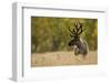 Reindeer (Rangifer Tarandus) Semi-Domesticated, Small Scale Herding by Local Sami, Sarek Np, Sweden-Cairns-Framed Photographic Print