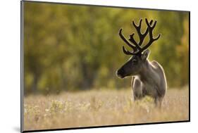 Reindeer (Rangifer Tarandus) Semi-Domesticated, Small Scale Herding by Local Sami, Sarek Np, Sweden-Cairns-Mounted Photographic Print