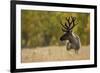 Reindeer (Rangifer Tarandus) Semi-Domesticated, Small Scale Herding by Local Sami, Sarek Np, Sweden-Cairns-Framed Photographic Print