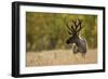 Reindeer (Rangifer Tarandus) Semi-Domesticated, Small Scale Herding by Local Sami, Sarek Np, Sweden-Cairns-Framed Photographic Print