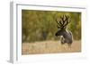 Reindeer (Rangifer Tarandus) Semi-Domesticated, Small Scale Herding by Local Sami, Sarek Np, Sweden-Cairns-Framed Photographic Print