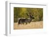 Reindeer (Rangifer Tarandus) Semi-Domesticated, Small Scale Herding by Local Sami, Sarek Np, Sweden-Cairns-Framed Photographic Print