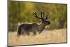 Reindeer (Rangifer Tarandus) Semi-Domesticated, Small Scale Herding by Local Sami, Sarek Np, Sweden-Cairns-Mounted Photographic Print