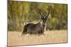 Reindeer (Rangifer Tarandus) Semi-Domesticated, Small Scale Herding by Local Sami, Sarek Np, Sweden-Cairns-Mounted Photographic Print