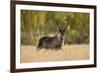 Reindeer (Rangifer Tarandus) Semi-Domesticated, Small Scale Herding by Local Sami, Sarek Np, Sweden-Cairns-Framed Photographic Print