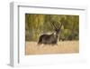 Reindeer (Rangifer Tarandus) Semi-Domesticated, Small Scale Herding by Local Sami, Sarek Np, Sweden-Cairns-Framed Photographic Print