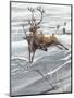 Reindeer (Rangifer Tarandus)-null-Mounted Giclee Print