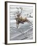 Reindeer (Rangifer Tarandus)-null-Framed Giclee Print