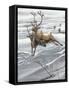 Reindeer (Rangifer Tarandus)-null-Framed Stretched Canvas