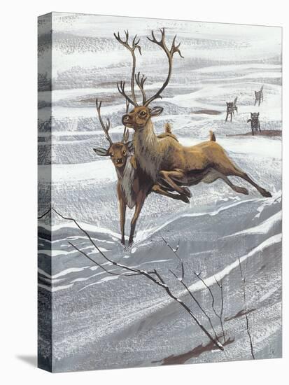 Reindeer (Rangifer Tarandus)-null-Stretched Canvas