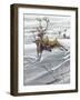 Reindeer (Rangifer Tarandus)-null-Framed Giclee Print